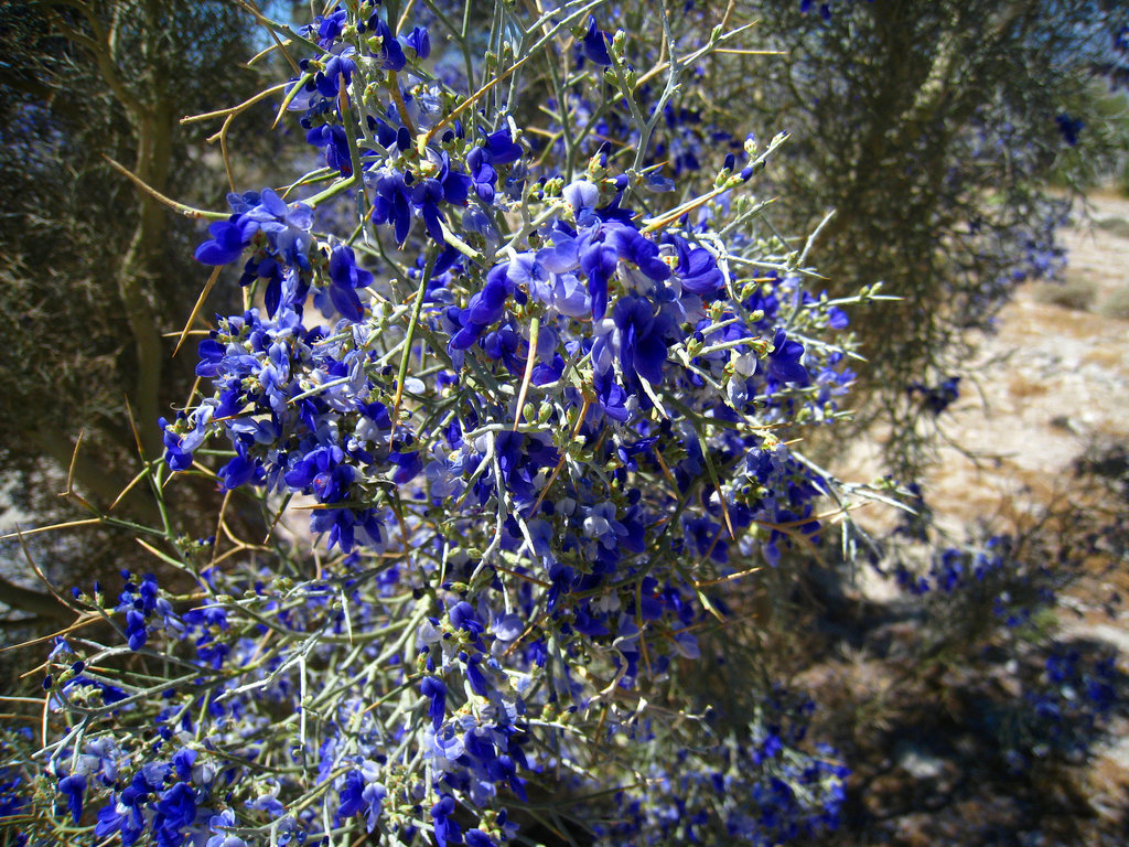 Smoke Tree at Fifth and Palm (5913)