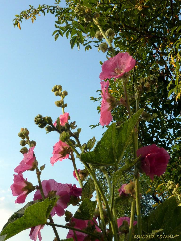 Le bonjour des roses trémières