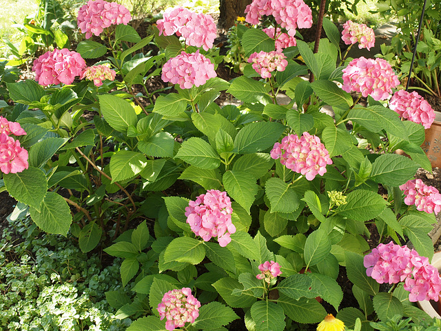 Hortensie