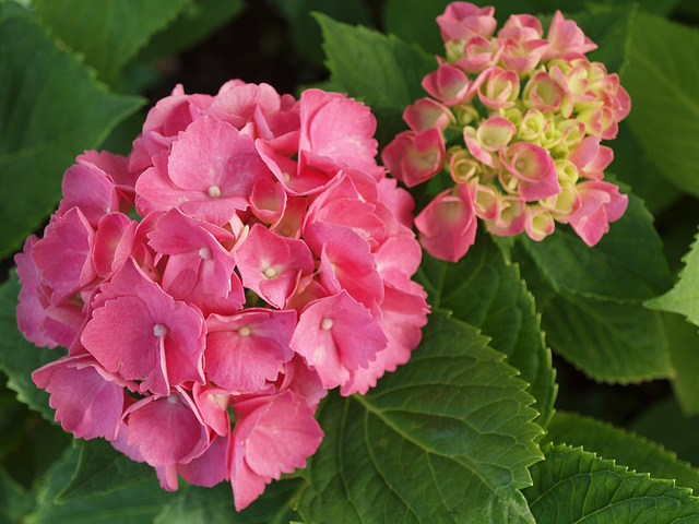 Hortensie