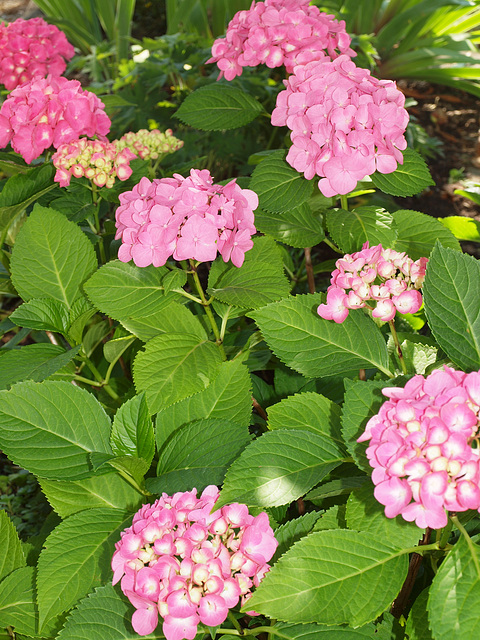 Hortensie