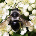 20100615 5290Mw [D~LIP] Sandbiene (Andrena cineraria), Bad Salzuflen