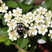 20100615 5291Mw [D~LIP] Sandbiene (Andrena cineraria), Bad Salzuflen