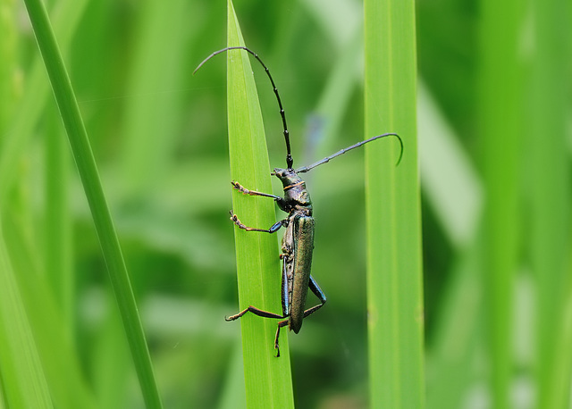 Longhorn Beetle