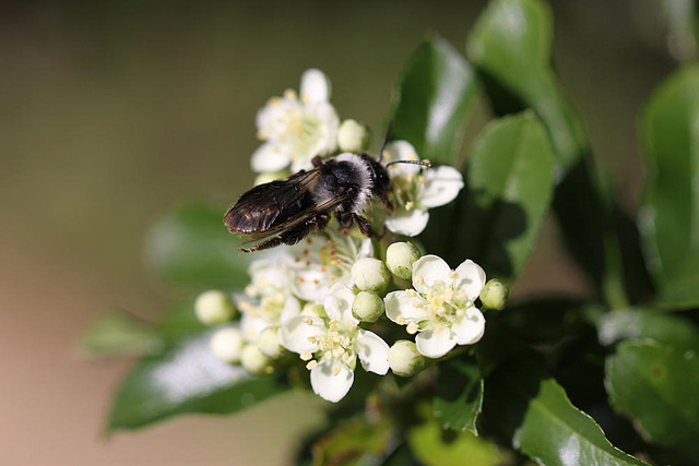 20100615 5306Mw [D~LIP] Sandbiene (Andrena cineraria), Bad Salzuflen