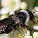 20100615 5307Mw [D~LIP] Sandbiene (Andrena cineraria), Bad Salzuflen