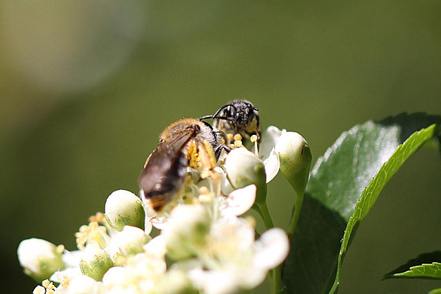 20100615 5328Mw [D~LIP] Hosenbiene (Dasypoda hirtipes), Insekt, Bad Salzuflen