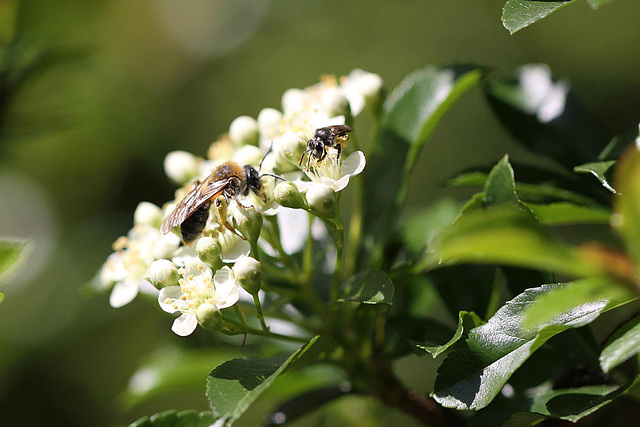 20100615 5331Mw [D~LIP] Hosenbiene (Dasypoda hirtipes), Insekt, Bad Salzuflen