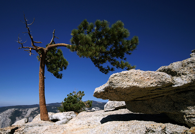 mystic tree