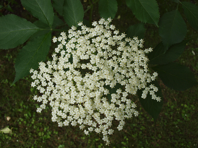 Holunderblüte