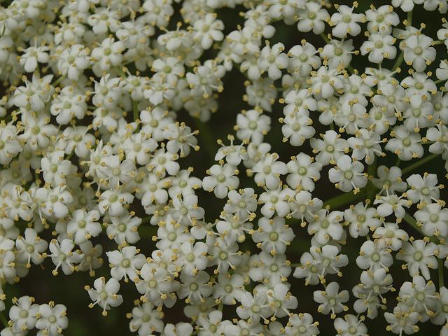 Holunderblüte