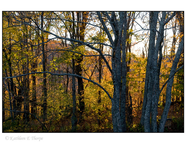 Autumn Trees at Sunrise