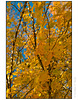 Autumn Trees With Yellow Leaves