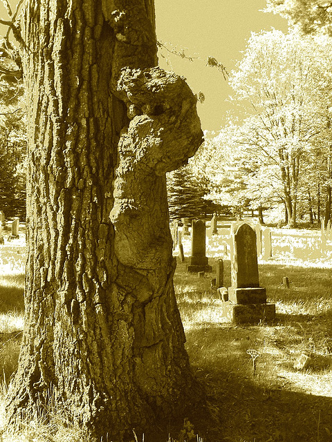 Cimetière de Gouverneur cemetery  / NY. USA / États-unis.   16 mai 2010 - Sepia postérisé