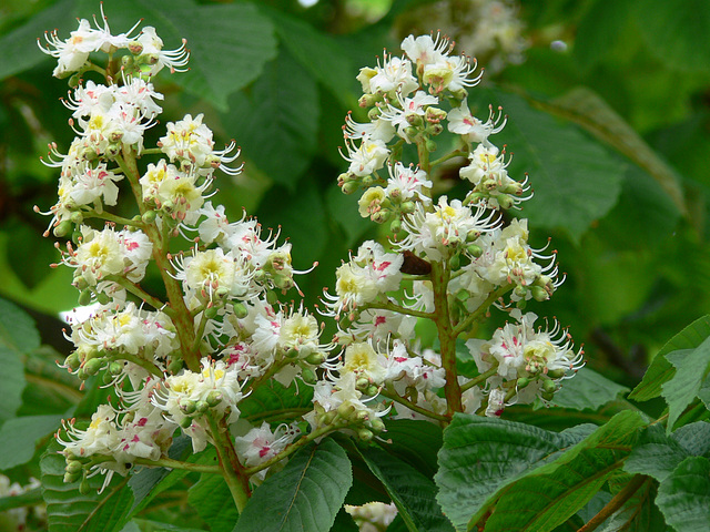 Kastanienblüten