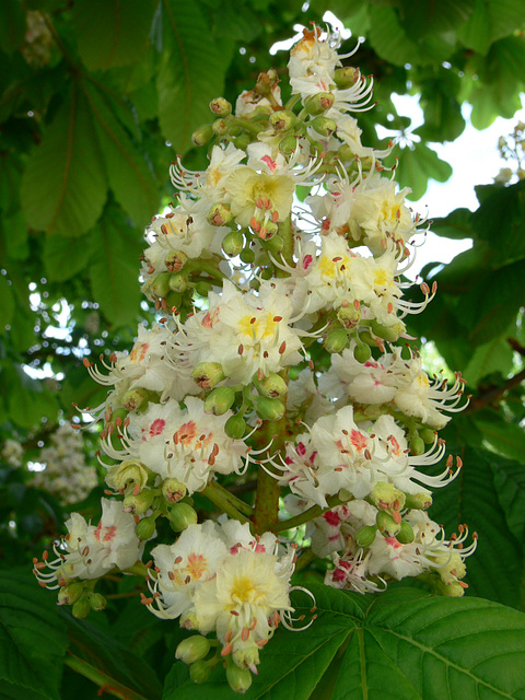 Kastanienblüten