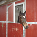 Le cheval sympatique / Friendly horse - Christiania / Copenhague - Copenhagen.