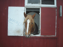 Le cheval sympatique / Friendly horse - Christiania / Copenhague - Copenhagen.