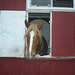 Le cheval sympatique / Friendly horse - Christiania / Copenhague - Copenhagen.