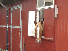 Le cheval sympatique / Friendly horse - Christiania / Copenhague - Copenhagen.  26 octobre 2008