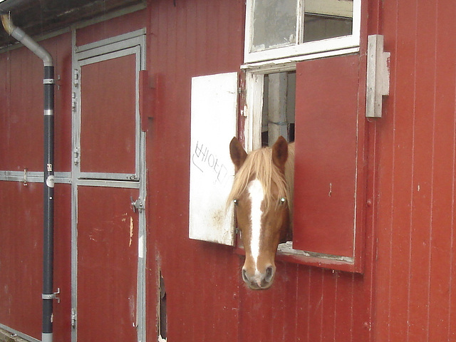 Le cheval sympatique / Friendly horse - Christiania / Copenhague - Copenhagen.  26 octobre 2008