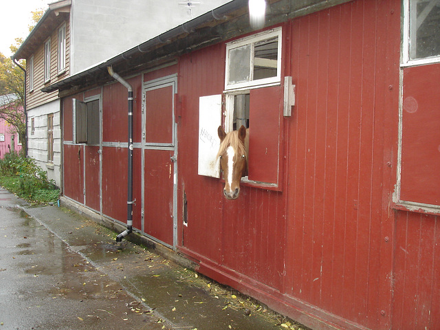 Le cheval sympatique / Friendly horse - Christiania / Copenhague - Copenhagen.  26 octobre 2008