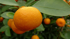 Tangerine tree 2