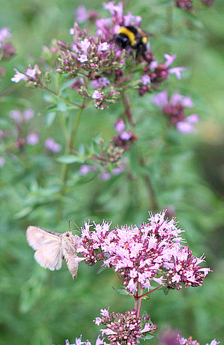 20100722 6808Mw [D~LIP] Nachtfalter Gammaeule, Hummel, Dost, Bad Salzuflen