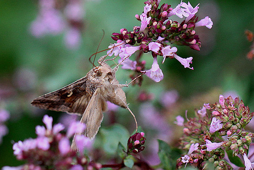 20100722 6800Mw [D~LIP] Gammaeule (Autographa gamma), Dost (Oreganum fulgare), Bad Salzuflen