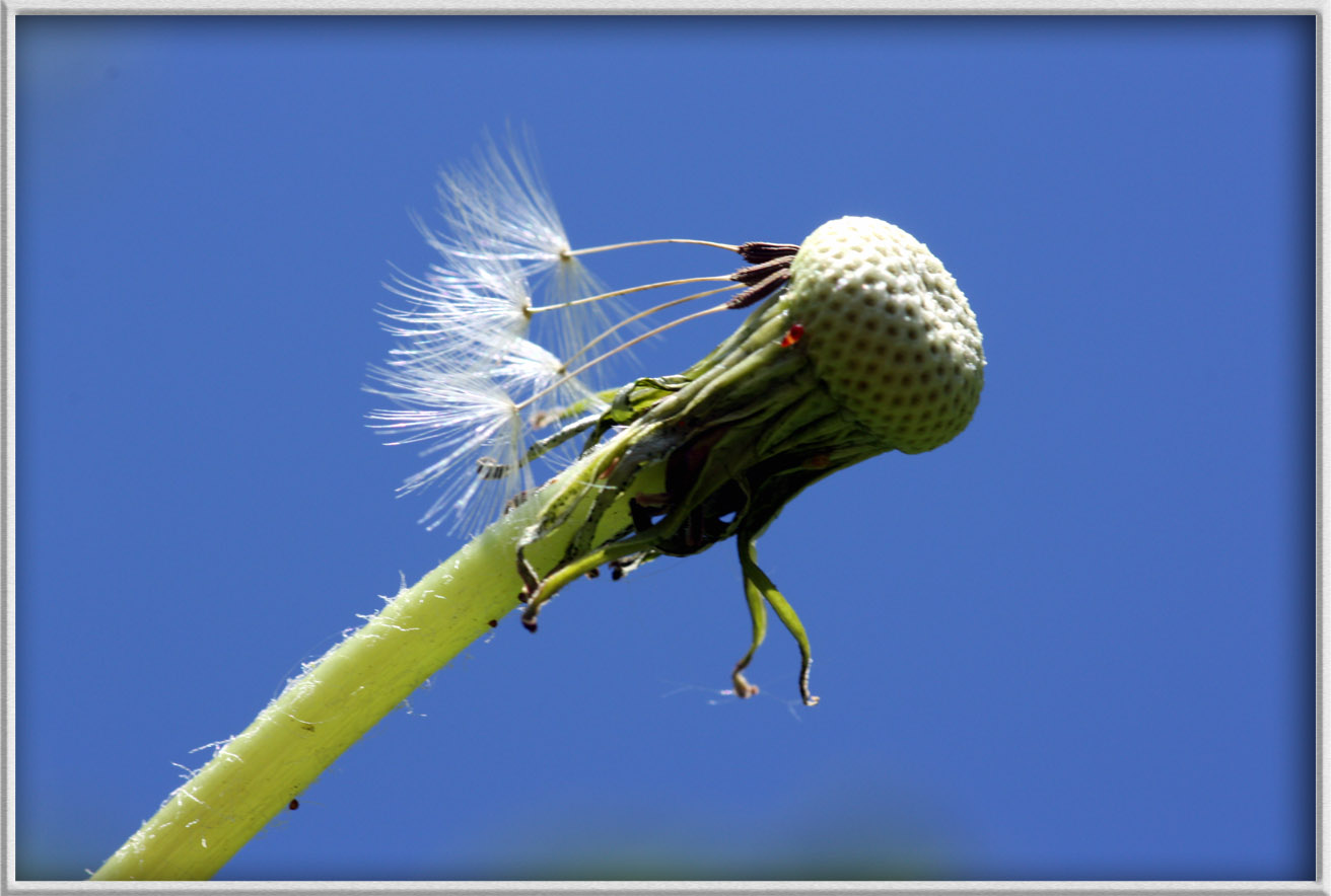 Pusteblume