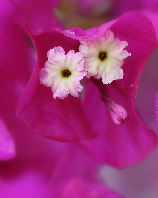 La bougainvillée