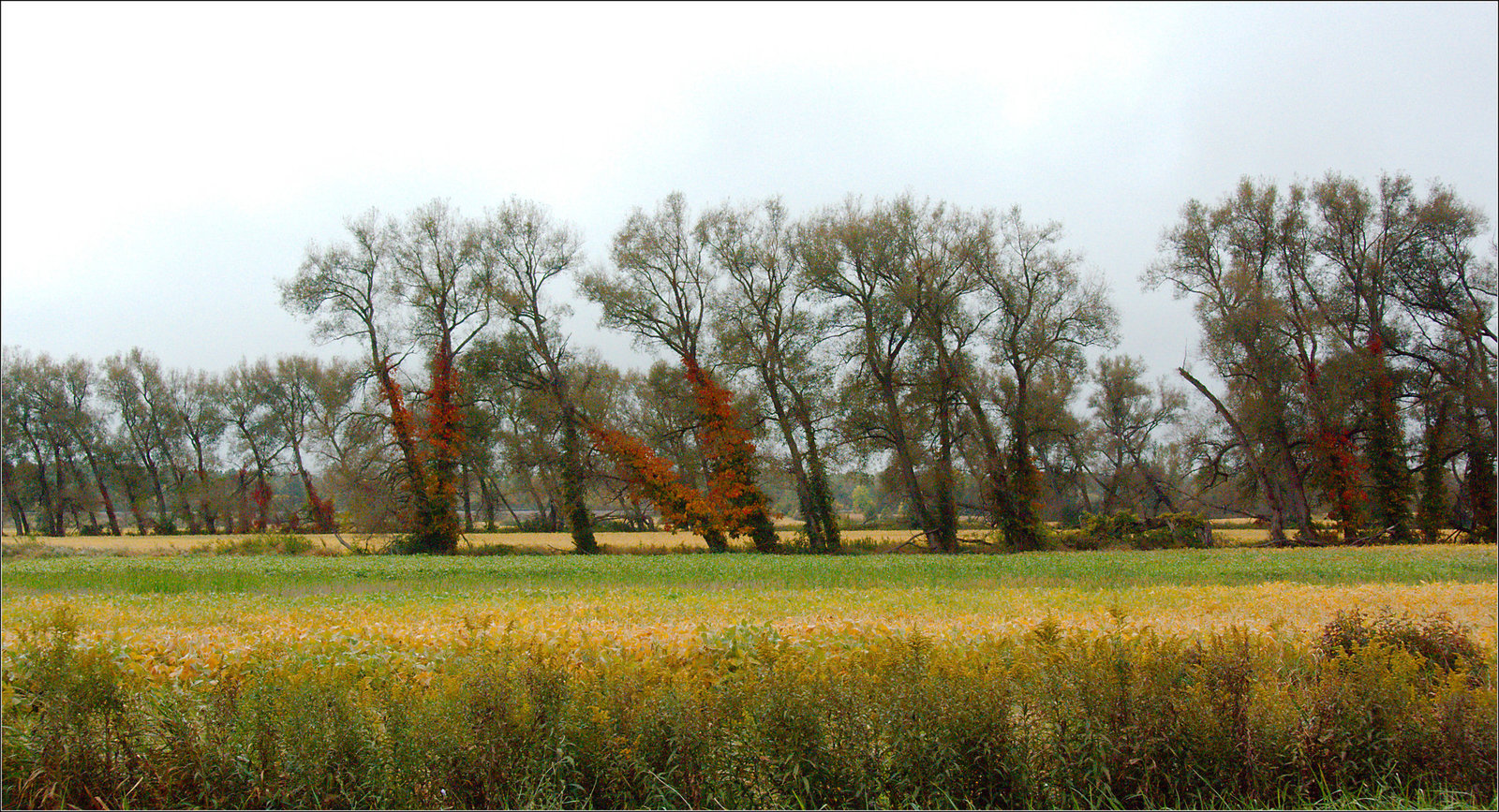Lines of Trees