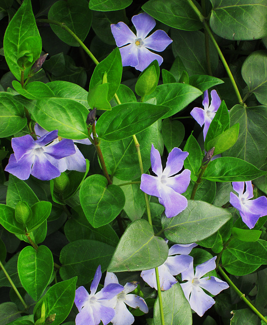 Periwinkles