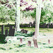Cimetière de Gouverneur cemetery  / NY. USA / États-unis.   16 mai 2010- Négatif RVB