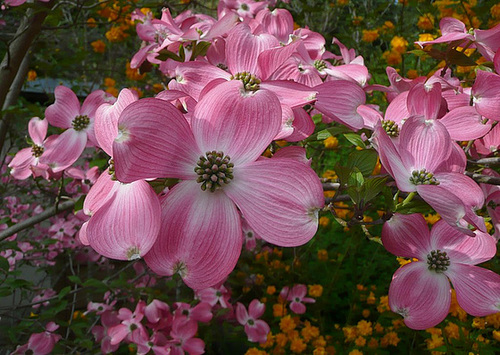 Blüten im Frühling