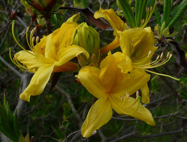 Blüten im Frühling