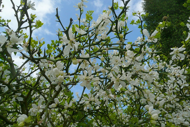 Blüten im Frühling