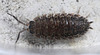 20100502 2756Mw [D~Lip] Kellerassel (Porcellio scaber), Bad Salzuflen