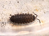 20100502 2760Mw [D~Lip] Kellerassel (Porcellio scaber), Bad Salzuflen