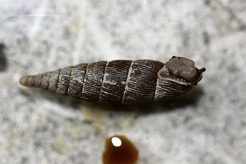 20100502 2747Mw [D~LIP] Schließmundschnecke (Alinda biplicata), Bad Salzuflen