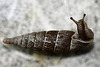 20100502 2749Mw [D~LIP] Schließmundschnecke (Alinda biplicata), Bad Salzuflen