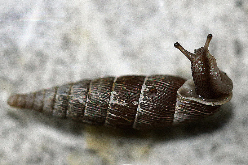 20100502 2749Mw [D~LIP] Schließmundschnecke (Alinda biplicata), Bad Salzuflen