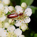 20100615 5294Mw [D~LIP] Brauner Weichkäfer (Rhagonycha fulva), Bad Salzufeln