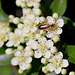 20100615 5295Mw [D~LIP] Brauner Weichkäfer (Rhagonycha fulva), Bad Salzufeln