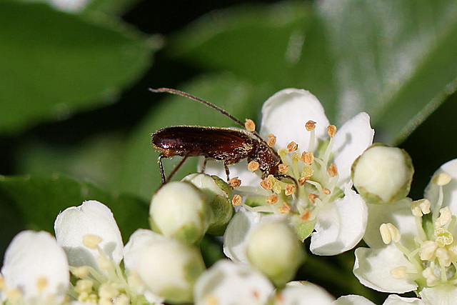 20100615 5301Mw [D~LIP] Brauner Weichkäfer (Rhagonycha fulva), Bad Salzufeln