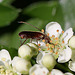 20100615 5301Mw [D~LIP] Brauner Weichkäfer (Rhagonycha fulva), Bad Salzufeln