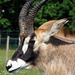 IMG 1204 Antilope