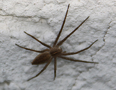 20100428 2456Aw [D~LIP] Hauswinkelspinne (Tegenaria domestica), Bad Salzuflen