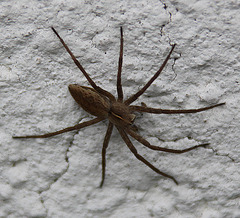 20100428 2457Aw [D~LIP] Hauswinkelspinne (Tegenaria domestica), Bad Salzuflen