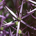 20100615 5390Mw [D~LIp] Insekt, Sternkugellauch (Allium christophil), Bad Salzuflen